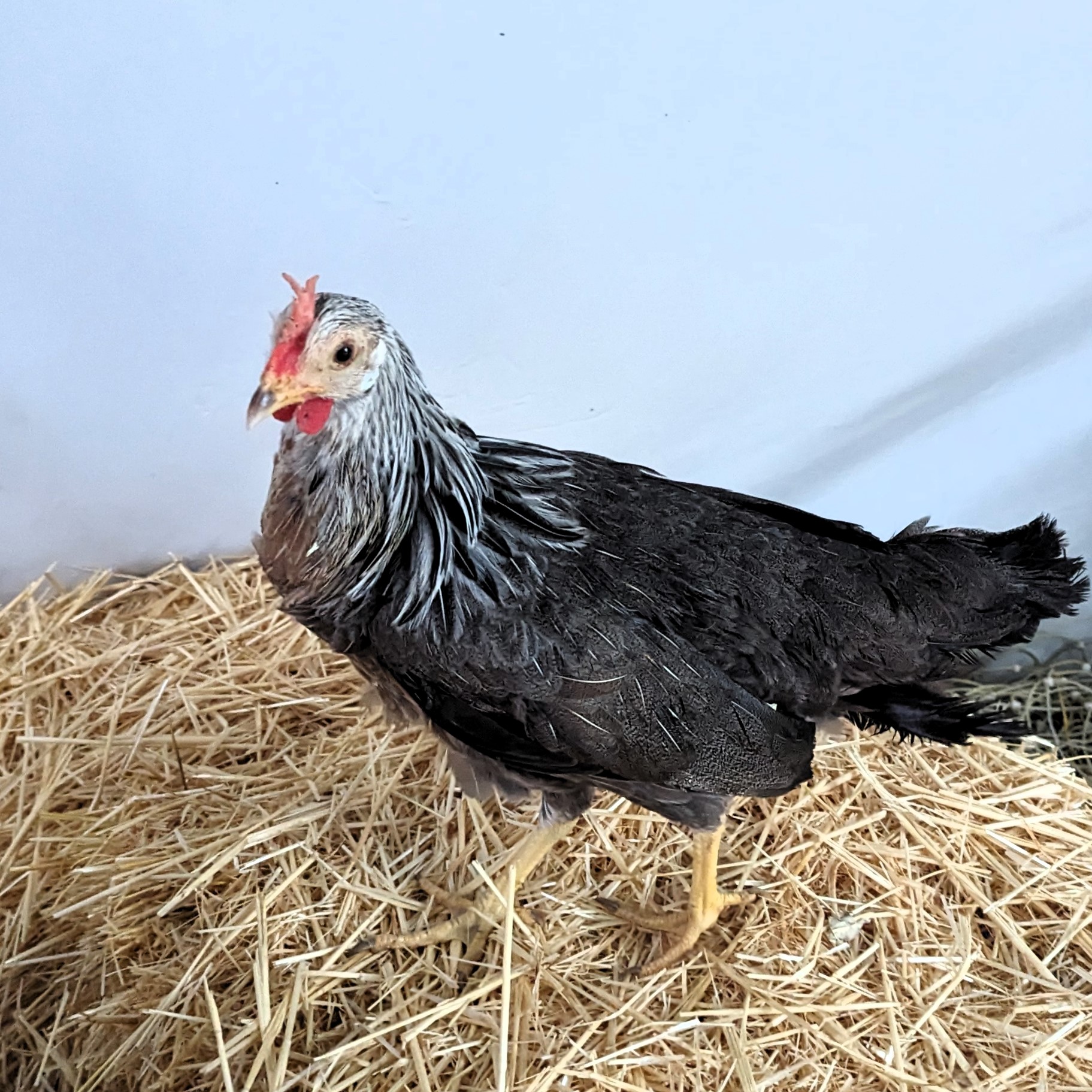 Leghorn saumonée argentée