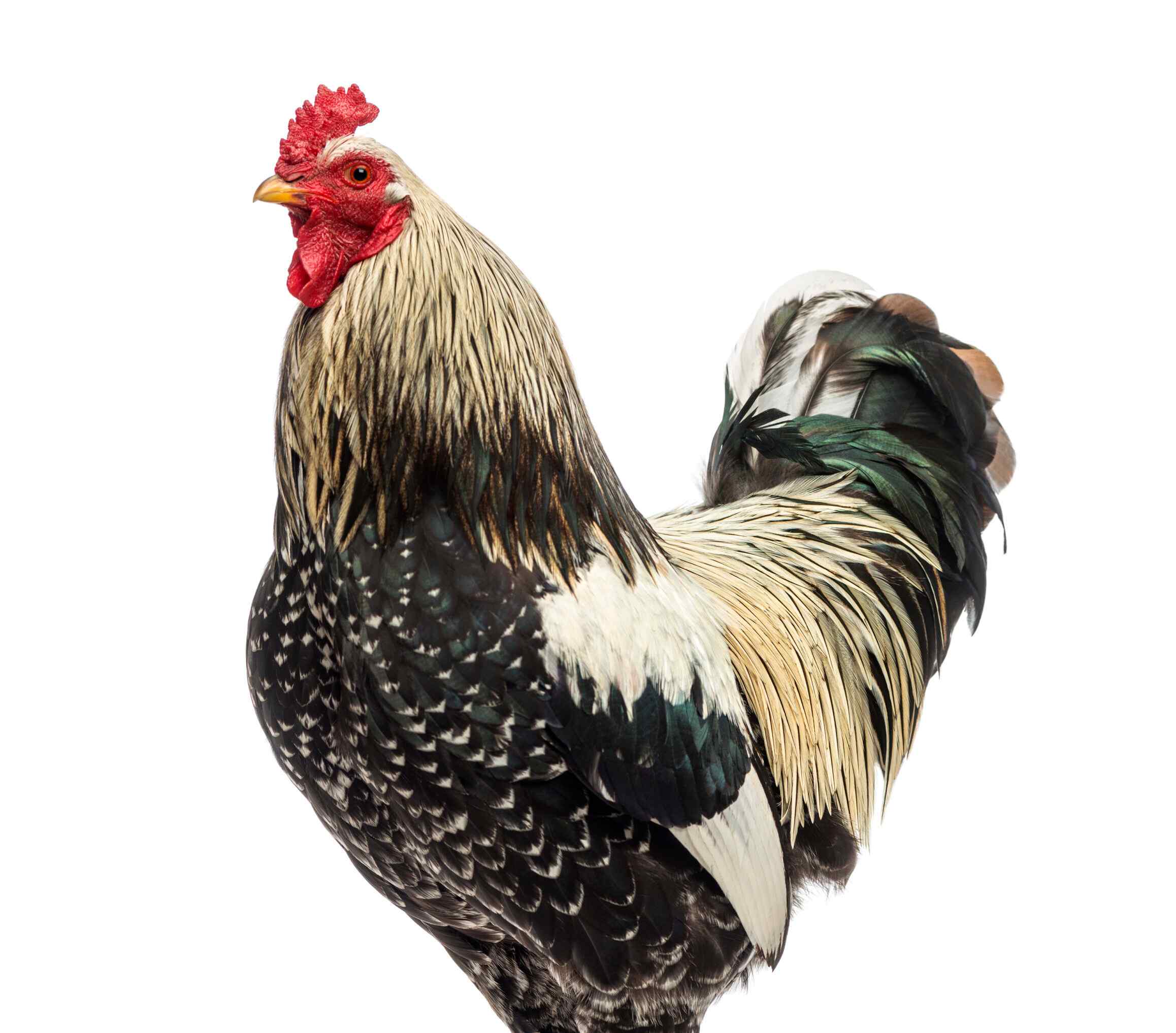 coq brahma