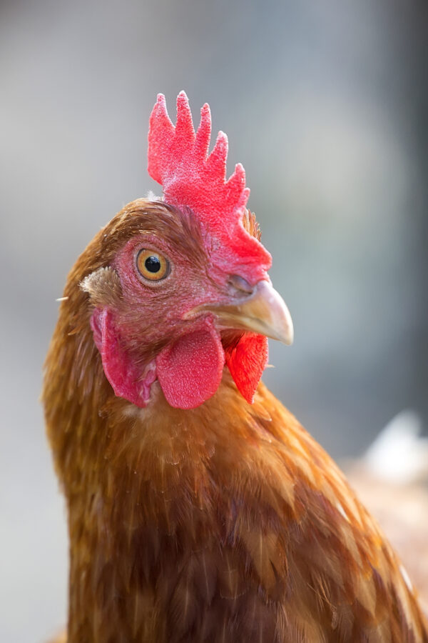 portrait-poule-rousse