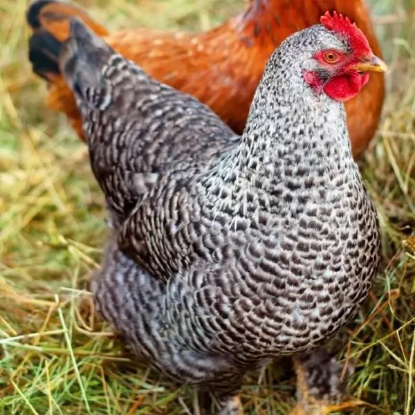 cuckoo-maran-hen-inspire-farms_1024x1024@2x