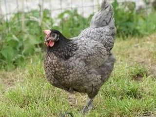 gris-cendrée-2-Copier