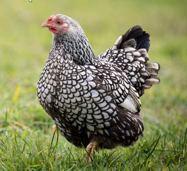 wyandotte-argentee.jpg