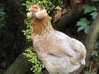 araucana-poulette