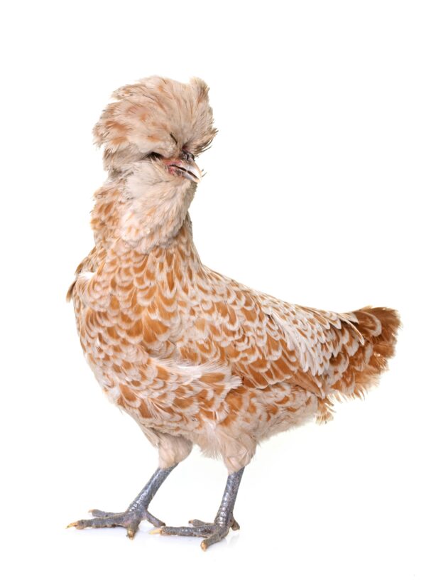 Padovana chicken in front of white background
