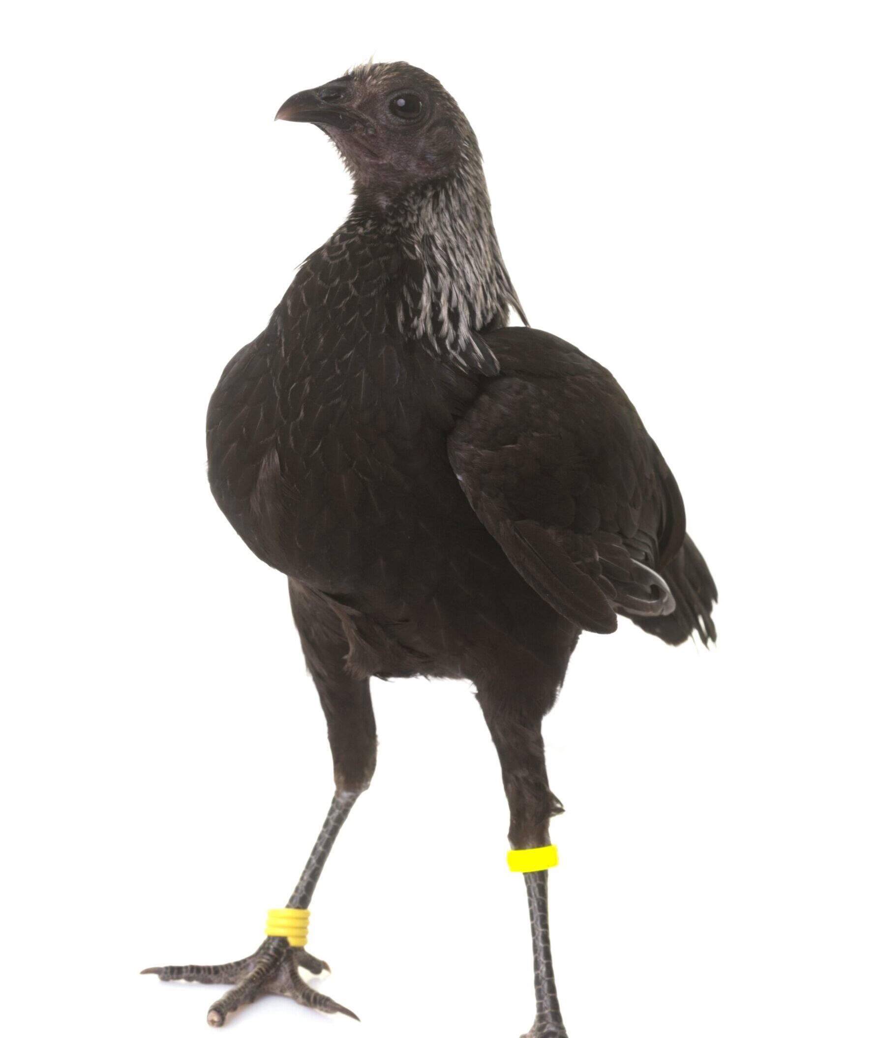 Modern Game fowl in front of white background