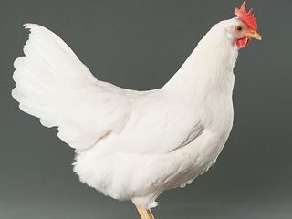 poule-leghorn-blanche