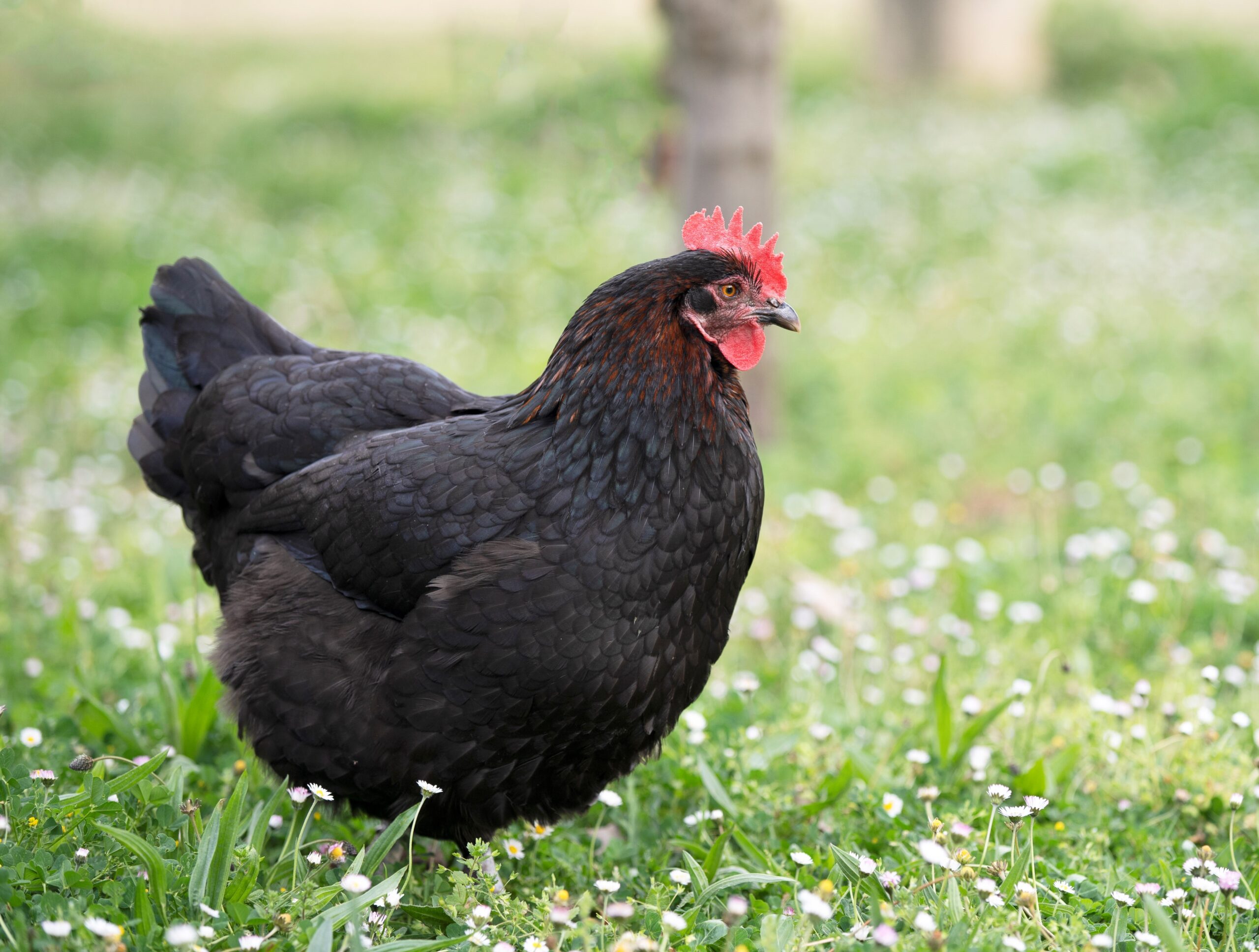 marans chicken in a garden in spring
