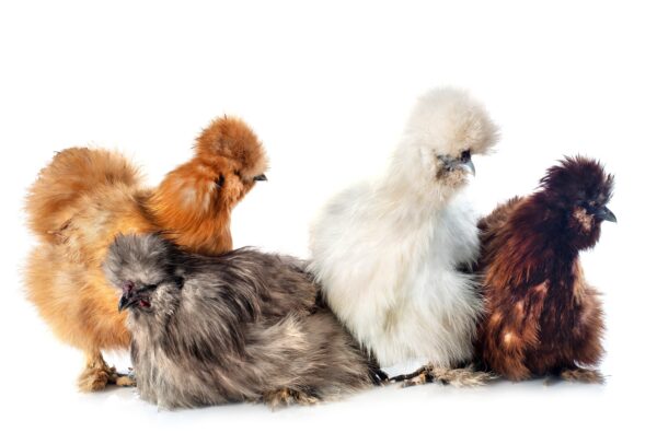group of bantam silkies on a white background