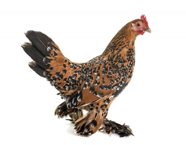 Booted Bantam in front of white background